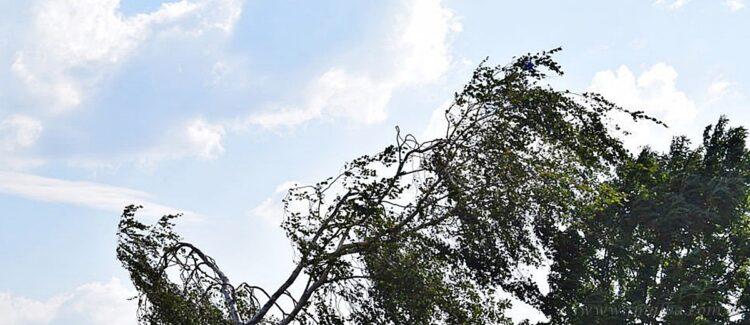 Alerta amarilla por fuertes vientos para la región provincial norte y chaco salteño