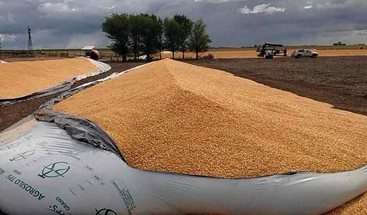 Tartagal: condenados por el robo de soja