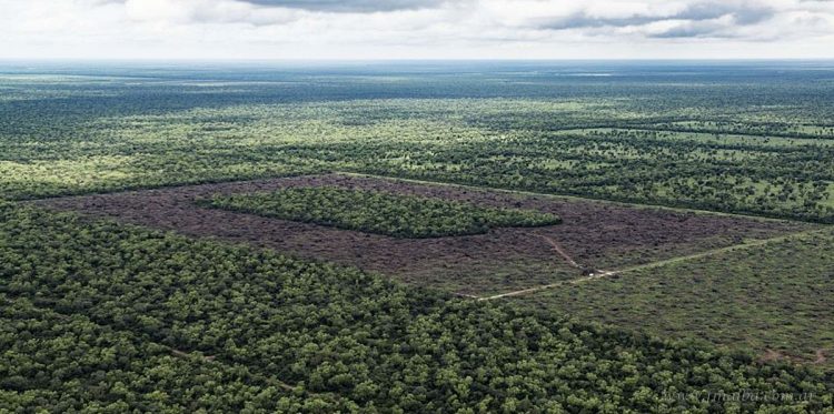 Tartagal: remate de dos fincas a la vera de Ruta 86