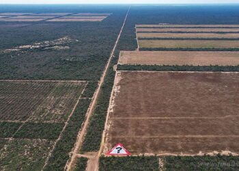Cautelar por desmonte ilegal: aumento a más de $21.800 millones el embargo preventivo para los hermanos Karlen por incumplimientos