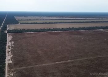 Desmonte ilegal: Fiscalía Civil contesta la cuarta apelación de los Karlen y obliga a recomponer el daño ambiental