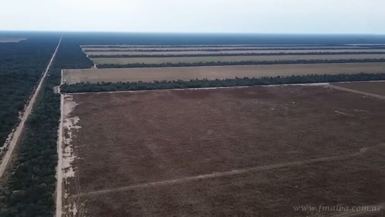 Desmonte ilegal: Fiscalía Civil contesta la cuarta apelación de los Karlen y obliga a recomponer el daño ambiental