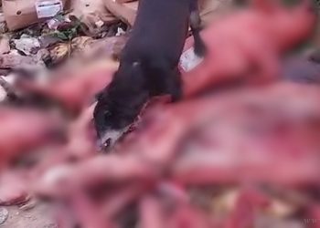 Salvador Mazza: arrojaron lechones a un basural en la quebrada