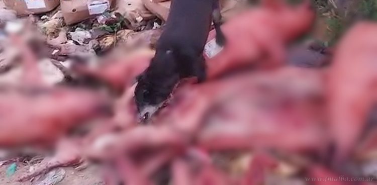 Salvador Mazza: arrojaron lechones a un basural en la quebrada