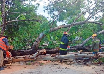 Salvador Mazza: fuerte tormenta provoca la caída de árboles en el acceso sur