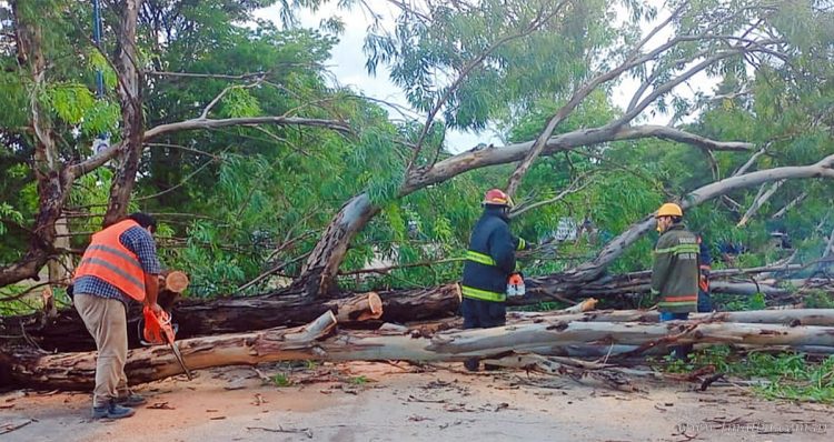Salvador Mazza: fuerte tormenta provoca la caída de árboles en el acceso sur