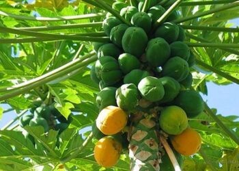 Productores de papaya llamados a reunión para este jueves