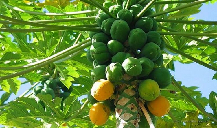 Productores de papaya llamados a reunión para este jueves