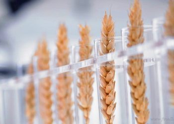 País: dictaminan suspensión a la comercialización de semillas y trigo transgénico