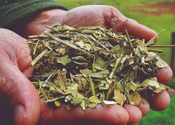 Yerba Mate: Misiones pide $248,47 para el kilo de hoja verde
