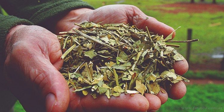 Yerba Mate: Misiones pide $248,47 para el kilo de hoja verde