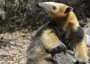 Kilómetro 6: encuentran y liberan a un ejemplar de oso melero