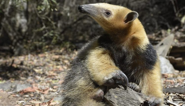 Kilómetro 6: encuentran y liberan a un ejemplar de oso melero