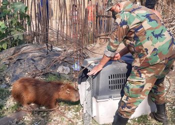 General Mosconi: Policía Rural liberó un carpincho que se encontraba cautivo
