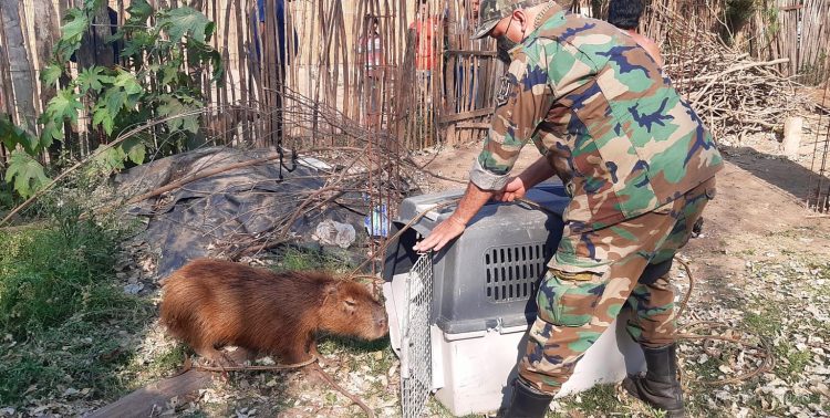 General Mosconi: Policía Rural liberó un carpincho que se encontraba cautivo
