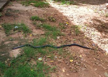 Villa Saavedra: alarma por aparición de una culebra