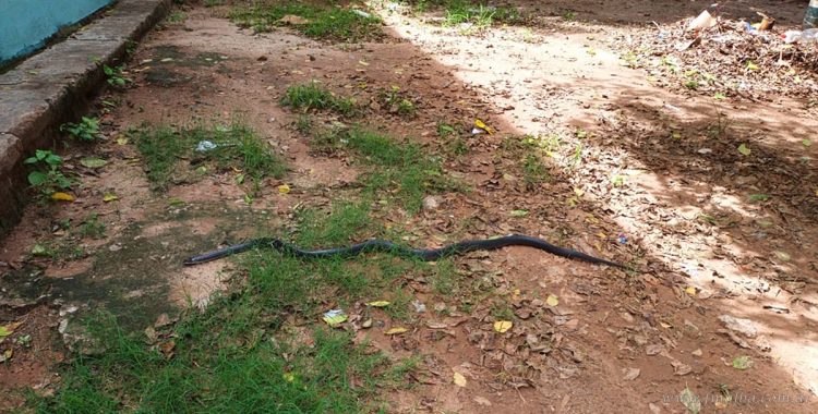 Villa Saavedra: alarma por aparición de una culebra
