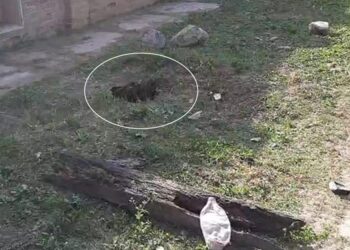 General Mosconi: fallece un niño de dos años al caer en un desagüe