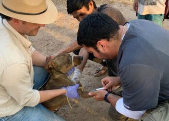 Leishmaniasis Visceral: este viernes conversatorio en Tartagal
