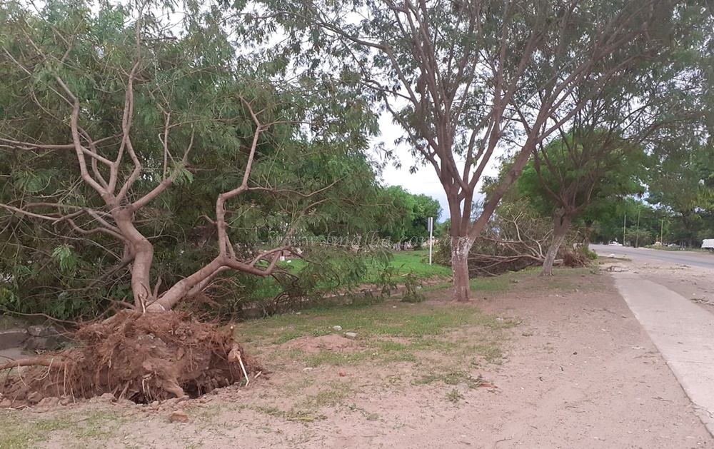 Temporal de fuertes vientos provocó destrozos en el norte