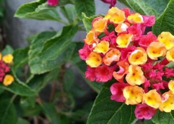 Domingo 22 de septiembre, inicio de la primavera en el hemisferio sur