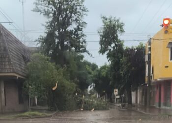 Fuerte viento provocó la caída de árboles y daños en cableado eléctrico