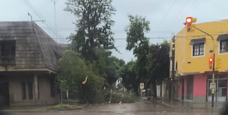 Fuerte viento provocó la caída de árboles y daños en cableado eléctrico