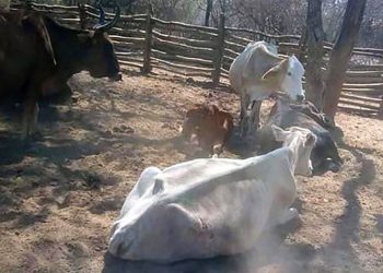 Sequía: Provincia declara emergencia agropecuaria para 10 departamentos