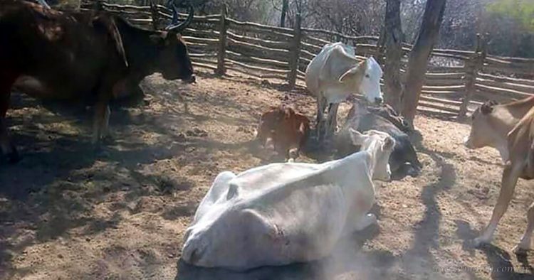 Sequía: Provincia declara emergencia agropecuaria para 10 departamentos