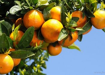 Salta oficializa la declaración de emergencia agropecuaria por sequía para siete departamentos