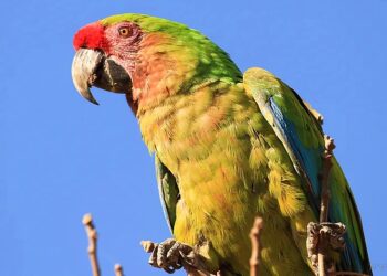 Salvador Mazza: lanzamiento del IV Censo del Guacamayo Verde y II Binacional de la Paraba