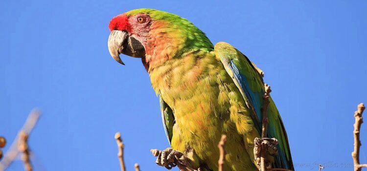 Salvador Mazza: lanzamiento del IV Censo del Guacamayo Verde y II Binacional de la Paraba