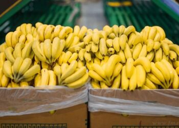 Producción Bananera: Salta pidió a Nación reunión para analizar la Normativa 114