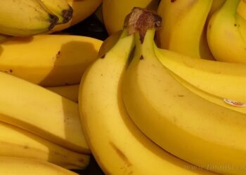 Salta lidera y proyecta al norte argentino como núcleo en la producción nacional de banana