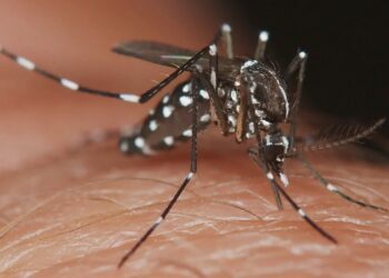 Dengue: sin casos positivos en Tartagal