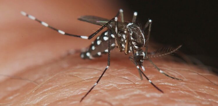 Dengue: sin casos positivos en Tartagal