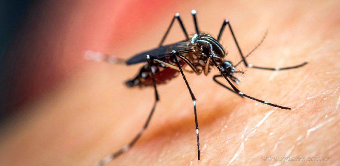 Tartagal: la Vigilancia Epidemiológica 2020-2021 de dengue confirmó un único caso en el municipio