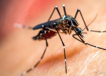 Tartagal: la Vigilancia Epidemiológica 2020-2021 de dengue confirmó un único caso en el municipio