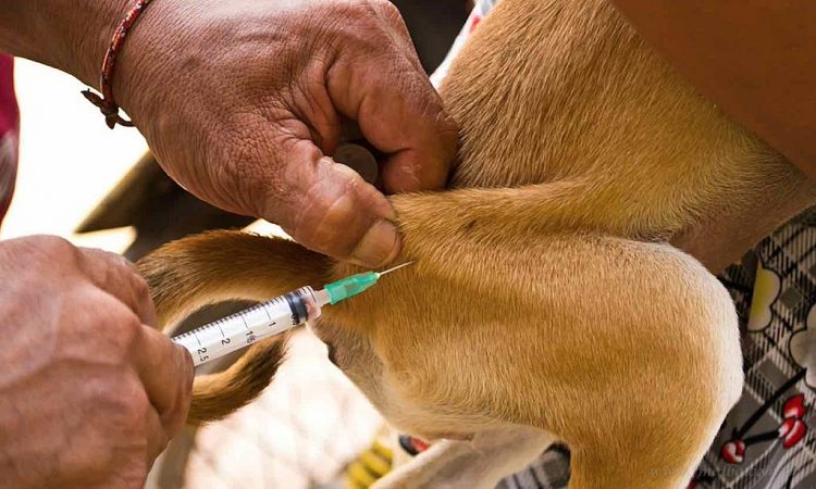 Campaña de Vacunación Antirrábica 2021: “Nos encontramos conque hay gente que dice ser municipal y cobra 500 pesos por vacuna”