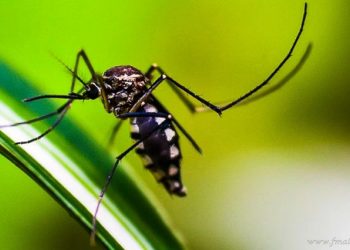 Dengue: confirmado el primer caso positivo en Tartagal