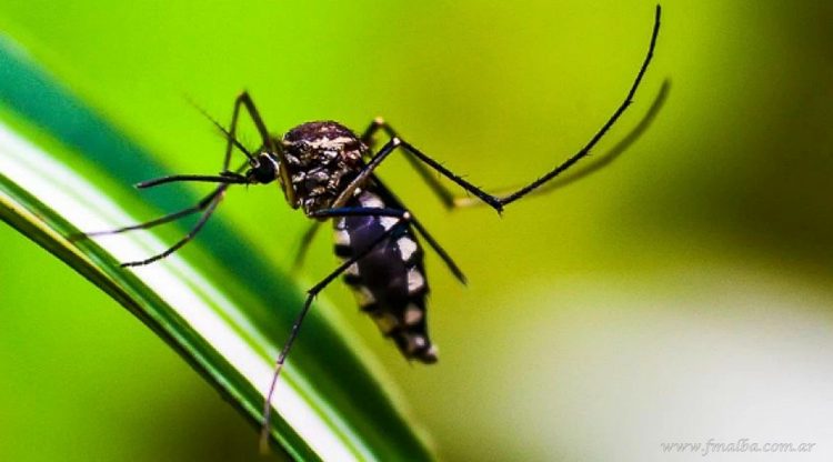 Dengue: confirmado el primer caso positivo en Tartagal