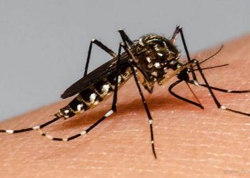 Aguaray registra el primer caso de dengue de la temporada