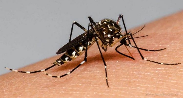 Aguaray registra el primer caso de dengue de la temporada