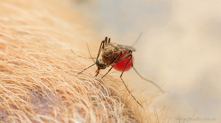 Tartagal: 70 mascotas sospechosas de haber contraído leishmaniasis