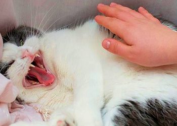 Internacionales: Tarija registra el primer caso de rabia felina