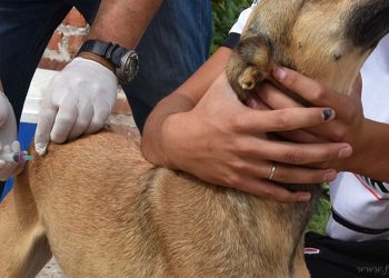 Campaña de Vacunación Antirrábica en Tartagal: “La periferia suele concentrar la población canina”