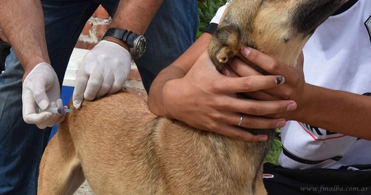 Campaña de Vacunación Antirrábica en Tartagal: “La periferia suele concentrar la población canina”