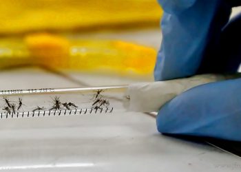 Salud: se triplican los casos de dengue en la provincia