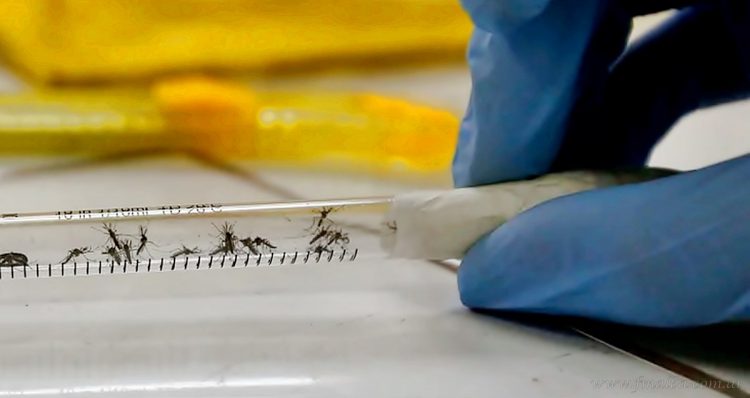 Salud: se triplican los casos de dengue en la provincia