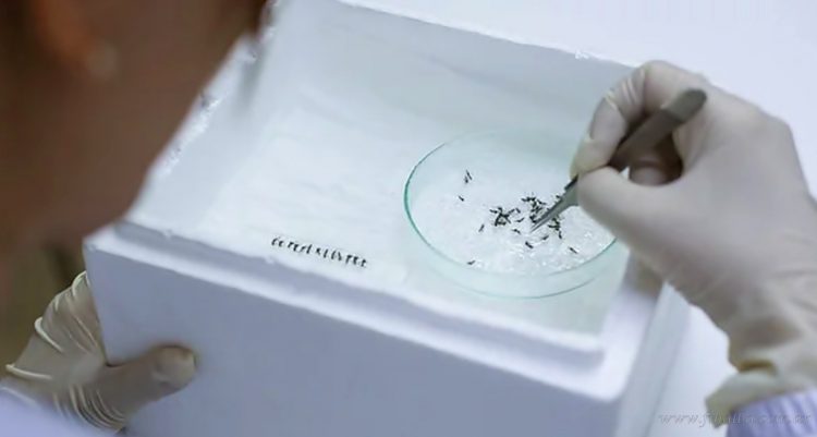 Dengue: la provincia de Salta superó los 1.000 casos